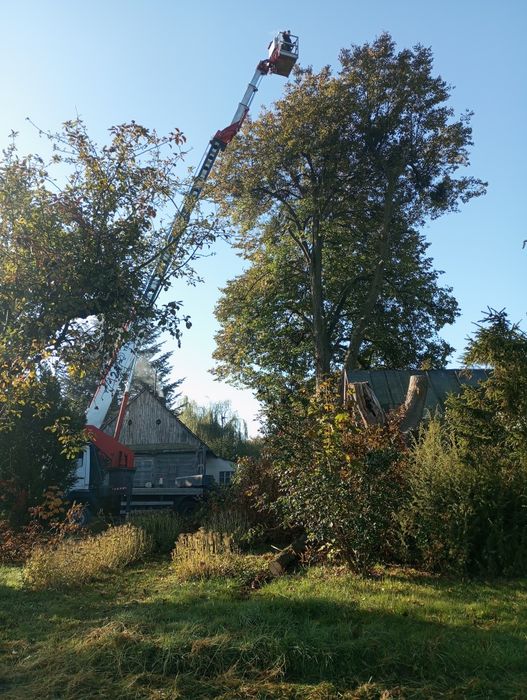 Wycinka drzew,karczowanie działek,rębak,zwyżka,drewno opałowe rozbiórk
