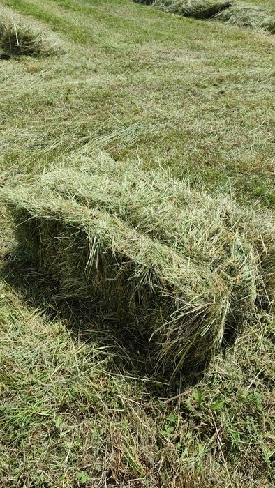 Продам тюки сіна