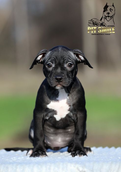 Дівчинка Американського Пітбультер'єра.