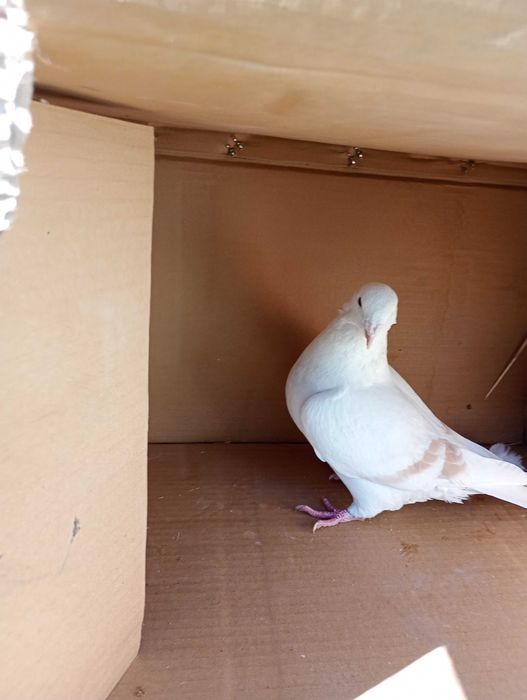 Sprzedam gołębie STANDARDY