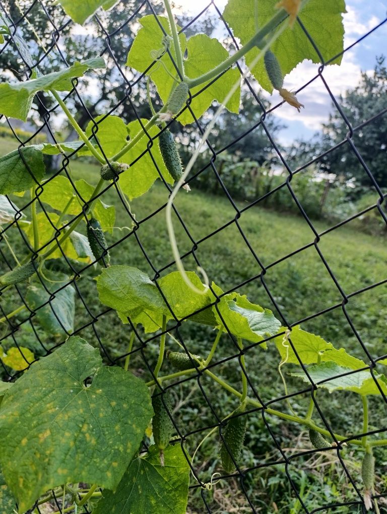 Огірки мариновані
