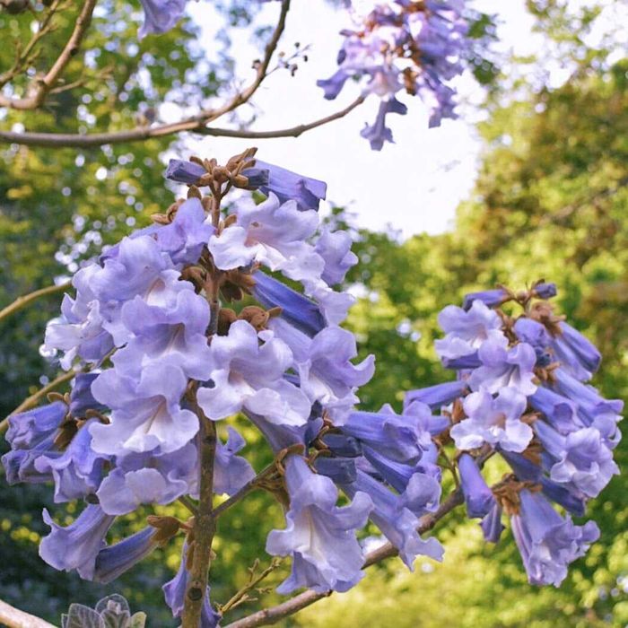 Paulownia omszona, drzewo o niebieskich kwiatach, sadzonki XXL!