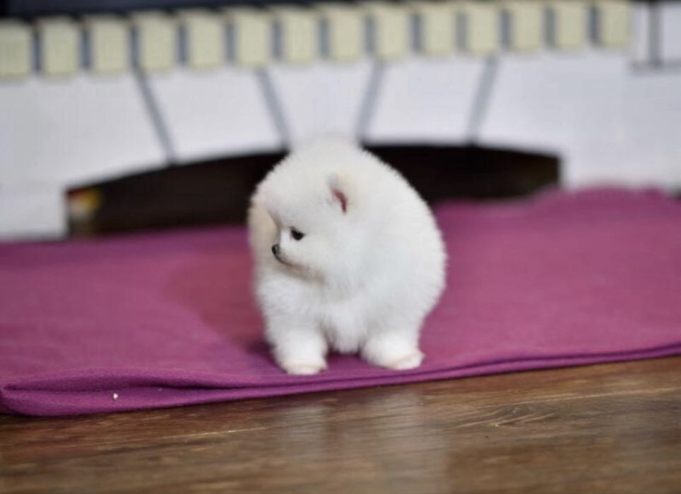 VIP!!Шикарный белый мини мальчишка. Шпиц