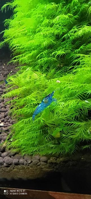 Krewetki Blue Velvet Neocardina