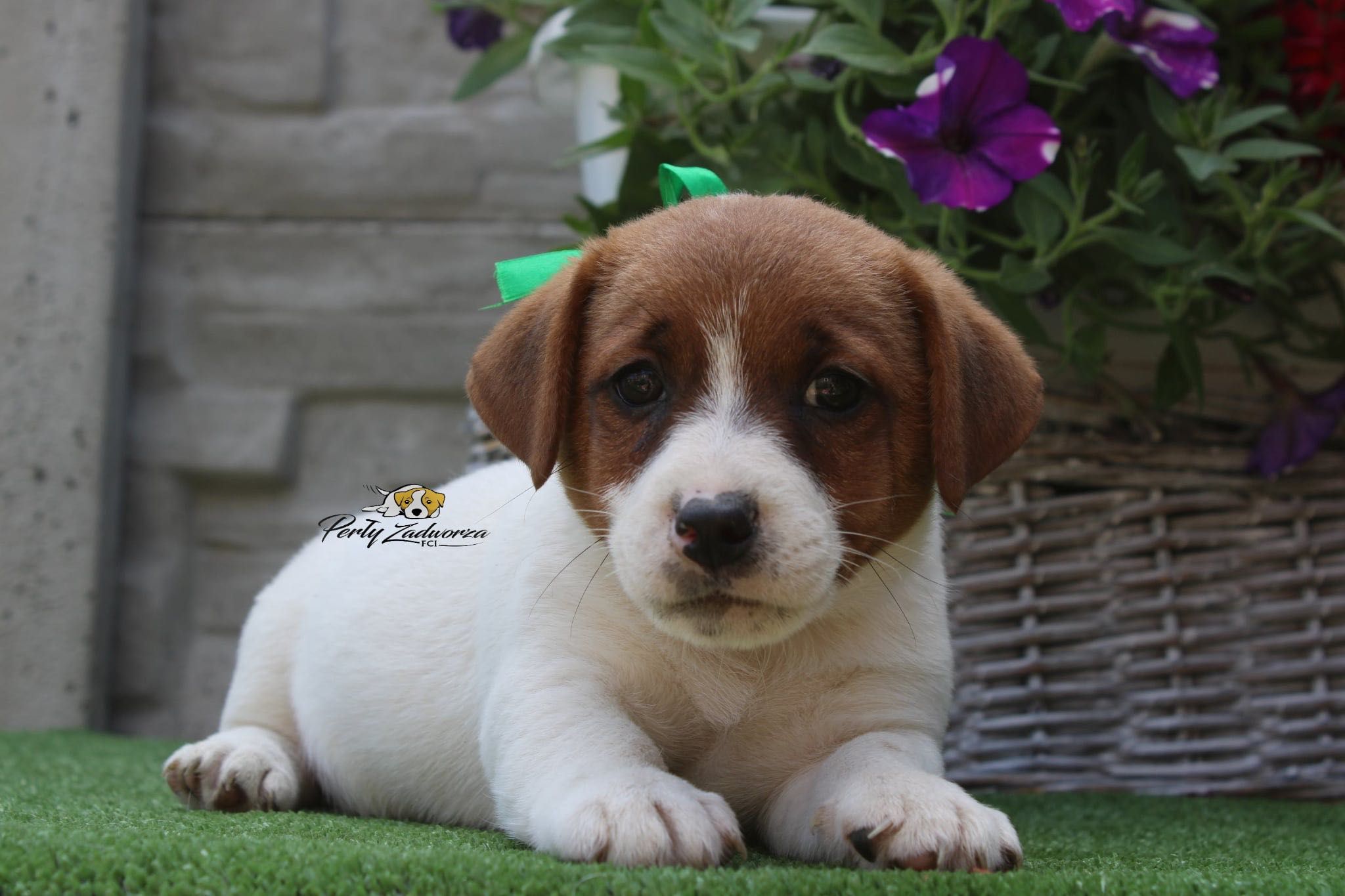 Piesek Jack Russell Terrier *ZKwP FCI*