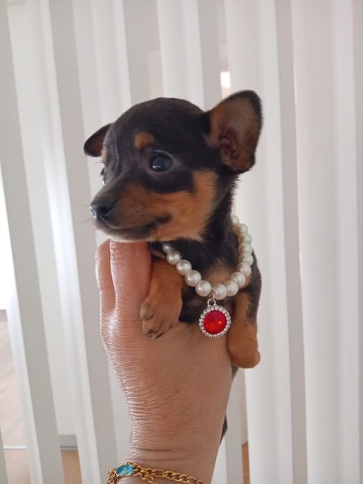 Pinscher Miniatura