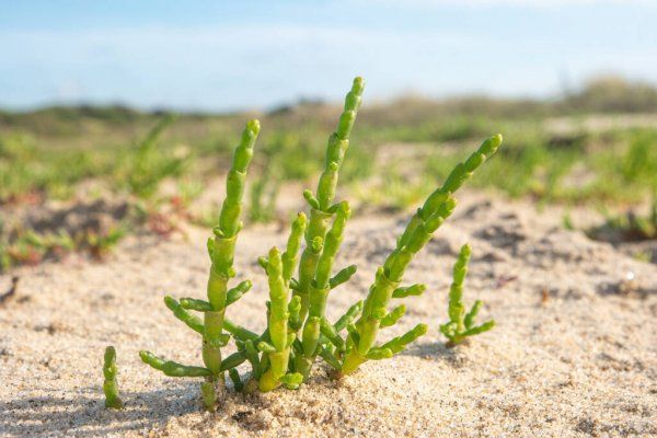 50 sementes de Salicórnia - salicornia europaea