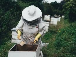 Продам бджоли на українську рамку