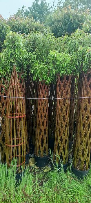 Cyprysowiec ,Castlewellan 250 cm tuje szmaragd