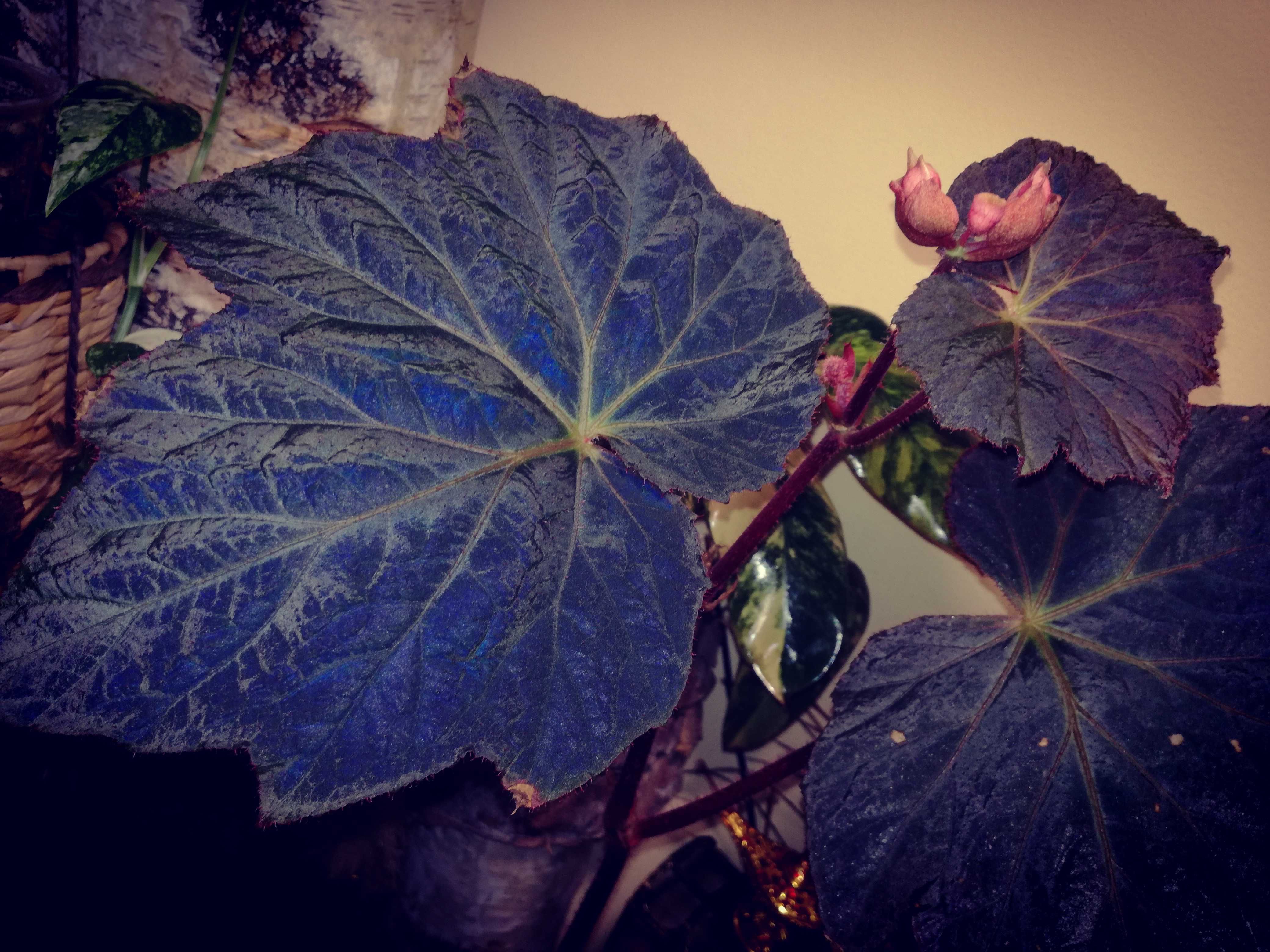 Begonia Harvest Moon - Moonshine variegata blue monstera philodendron