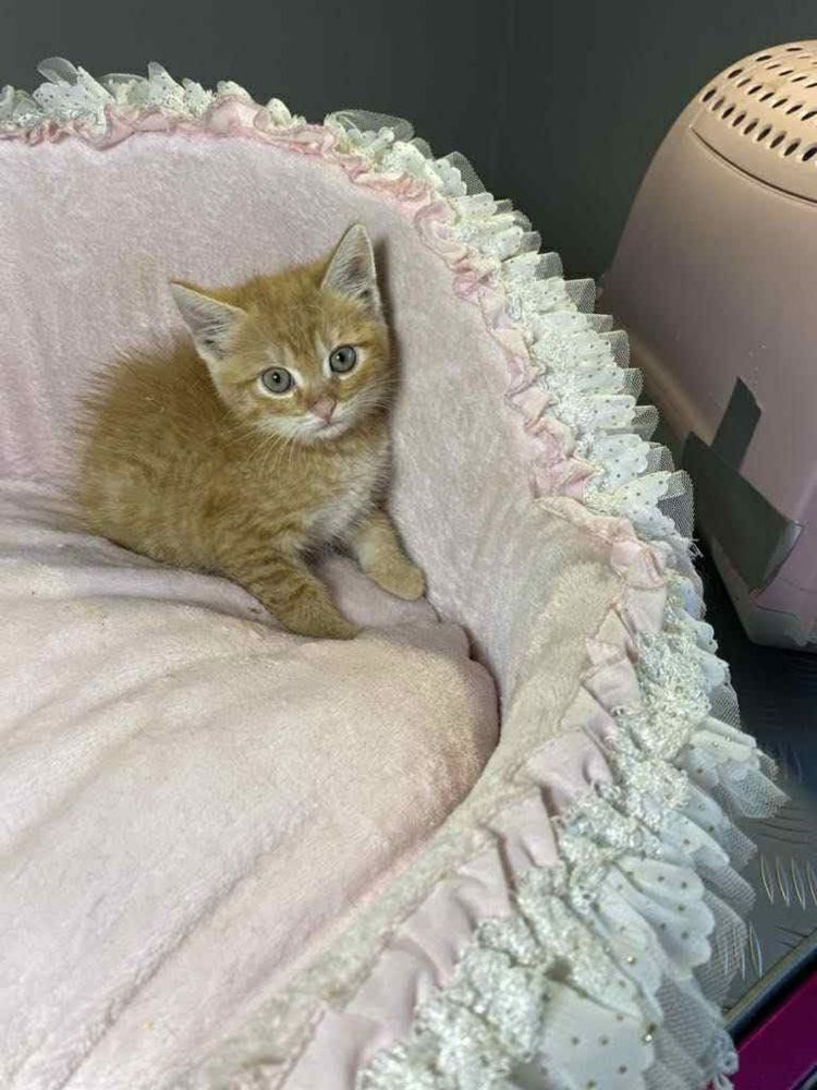Kotek Rumianek do adopcji