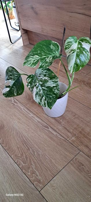 Monstera Variegata ukorzeniona