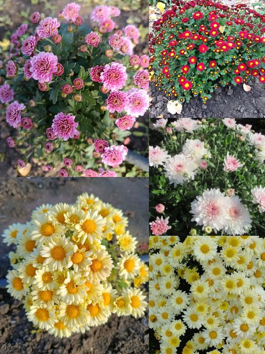 Хризантеми шаровидні