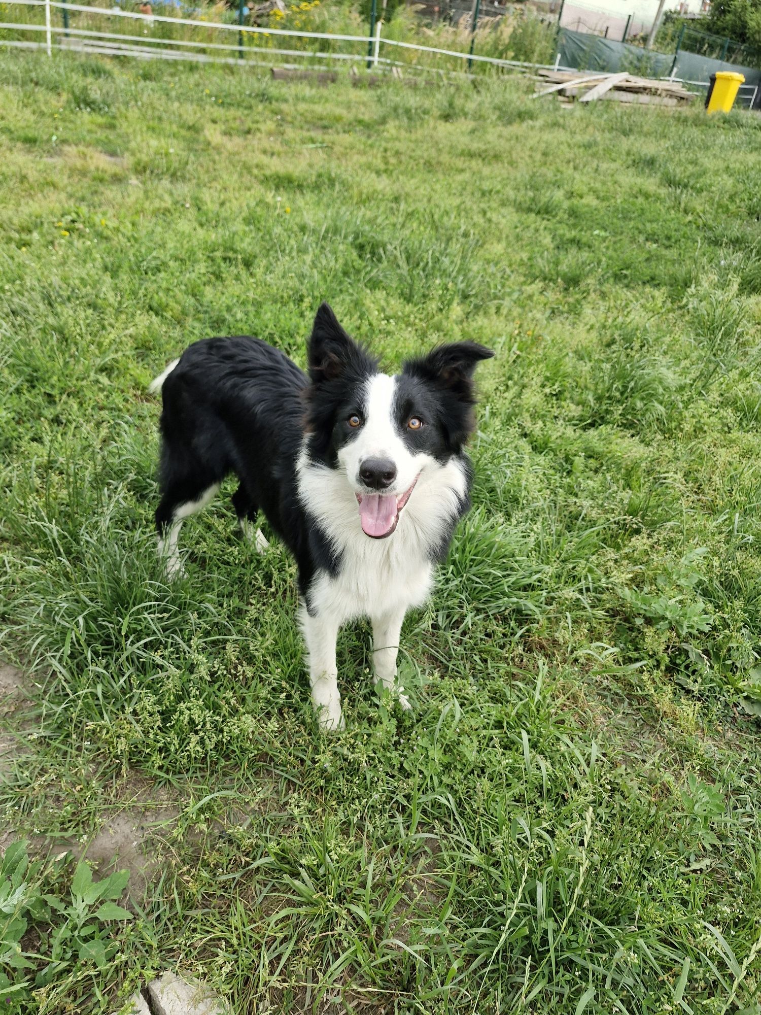 Border Collie ZKwP FCI linia vers - Ostatnie dwa szczeniaczki!