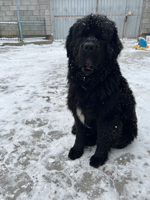 Ньюфаундленд