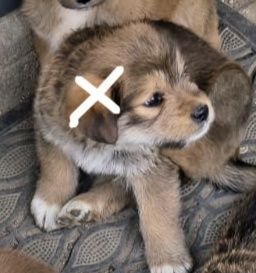 Oddam pieski w dobre ręce