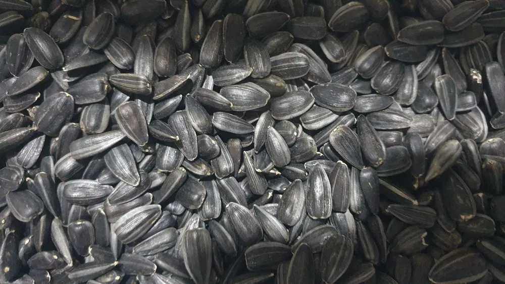 Насіння соняшника зернята семечки не смажене