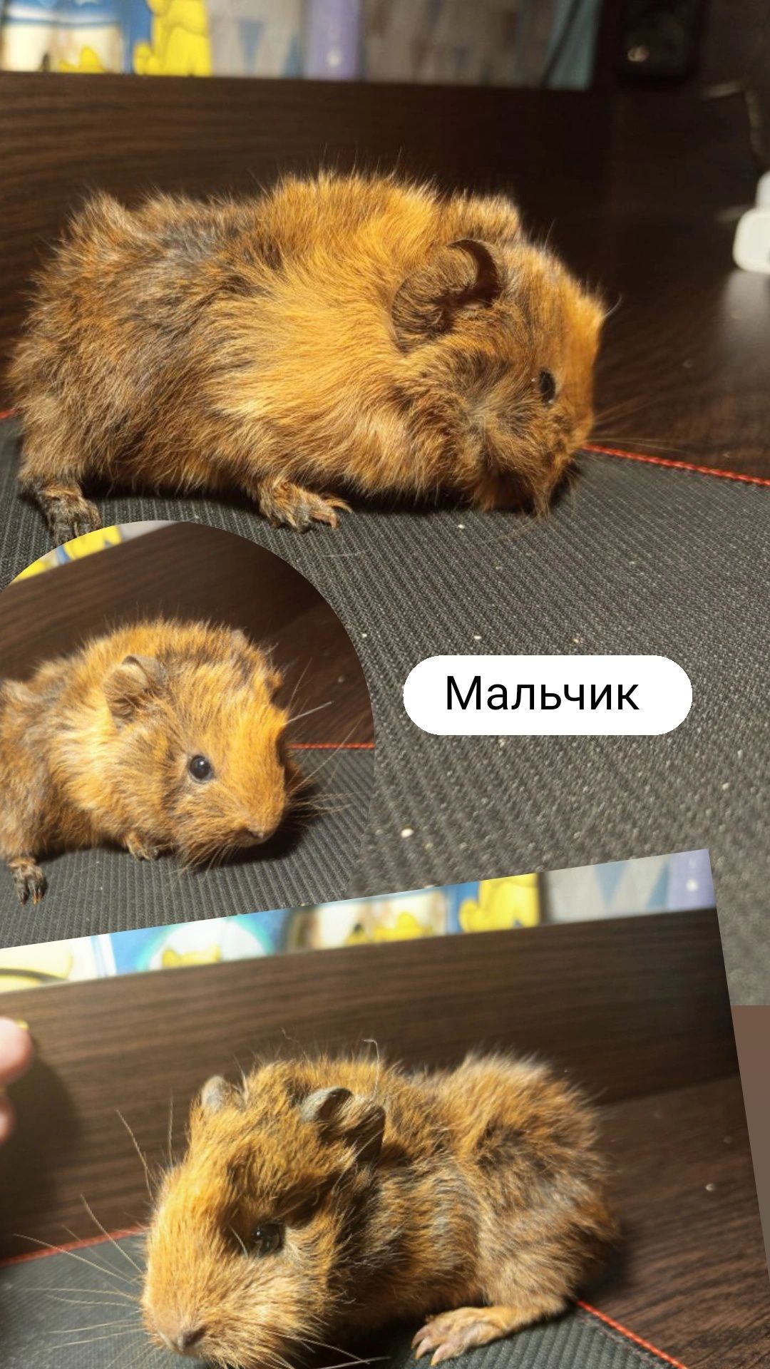 Морская свинка свинки морские