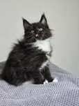 Koteczka Maine Coon
