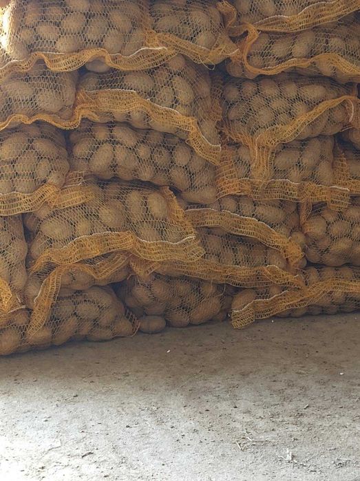 Ziemniaki wielkości sadzeniaka - Soraja (Soraya) - Queen Anna - Irga