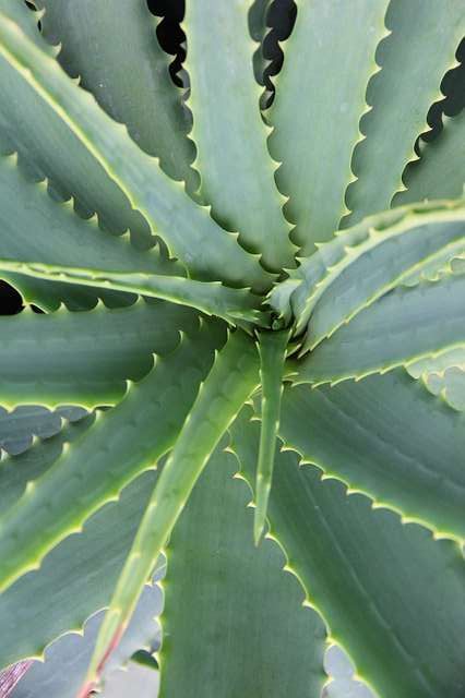 Cacto Aloe arborescens flor vermelha muito bonito par jardim e vaso