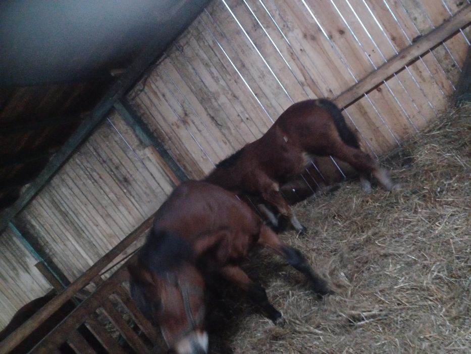 Ogierek zimnokrwisty