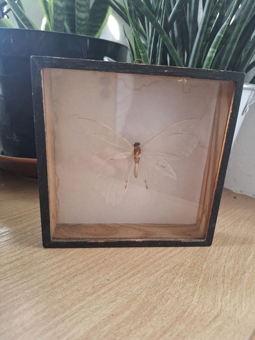Suszony motyl w ramce,gablotce,czasy PRL lepidopterologia