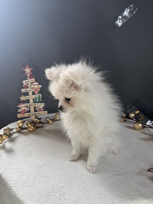 Spitz alemão Fofinha e Branquinha como a Neve