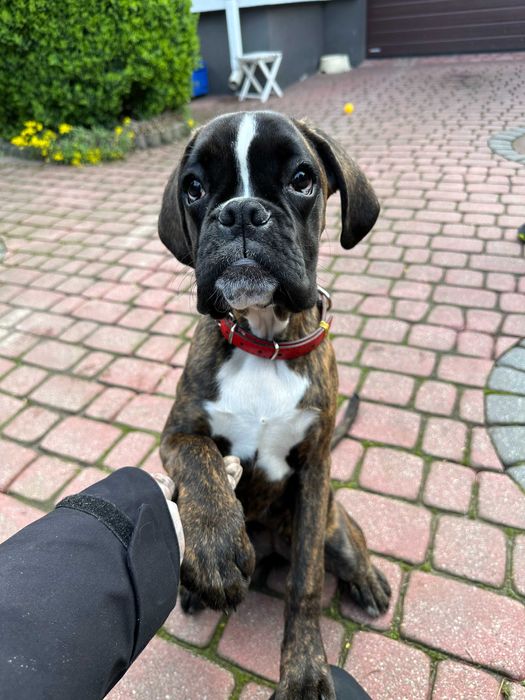 Behawiorysta psów | Szkolenie psów | Spacery socjalizacyjne | Warszawa