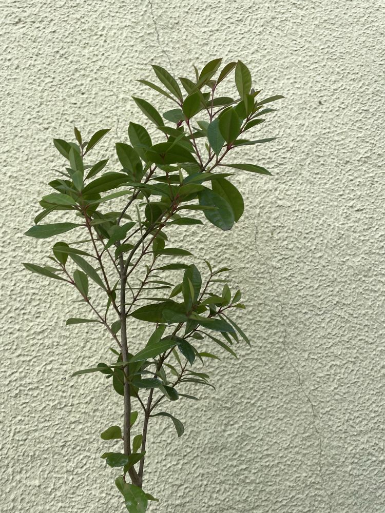 Plantas Eugenias