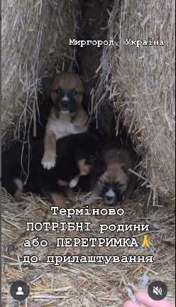 Потрібні родини малим і мамі( хоча б ПЕРЕТРИМКА до прилаштування!)