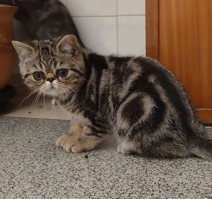 Gato Persa exótinho