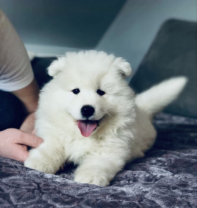 Samoyed Biały Szczeniaczek
