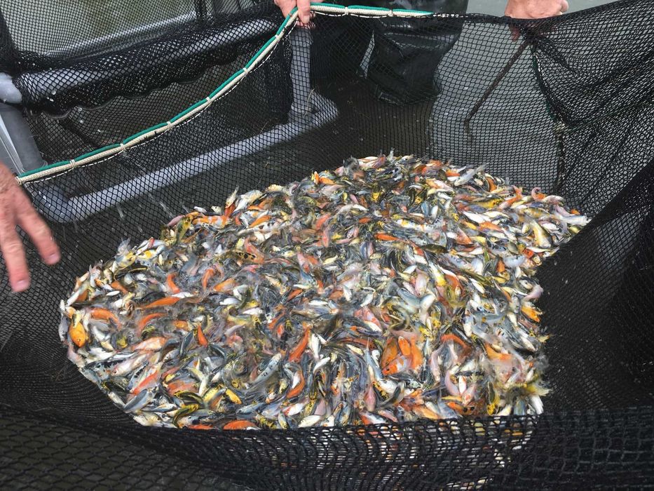 Narybek Jesiotr albinos Rosyjskie syberyjski Karp Lin Karaś koi Amur