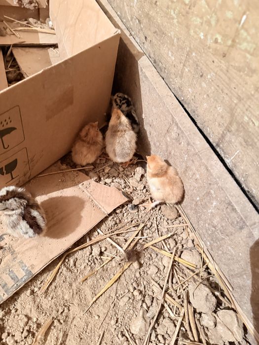 Aves capoeira pintos