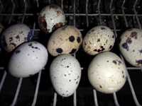 Яйце перепелине інкубаційне техаська бройлерна
