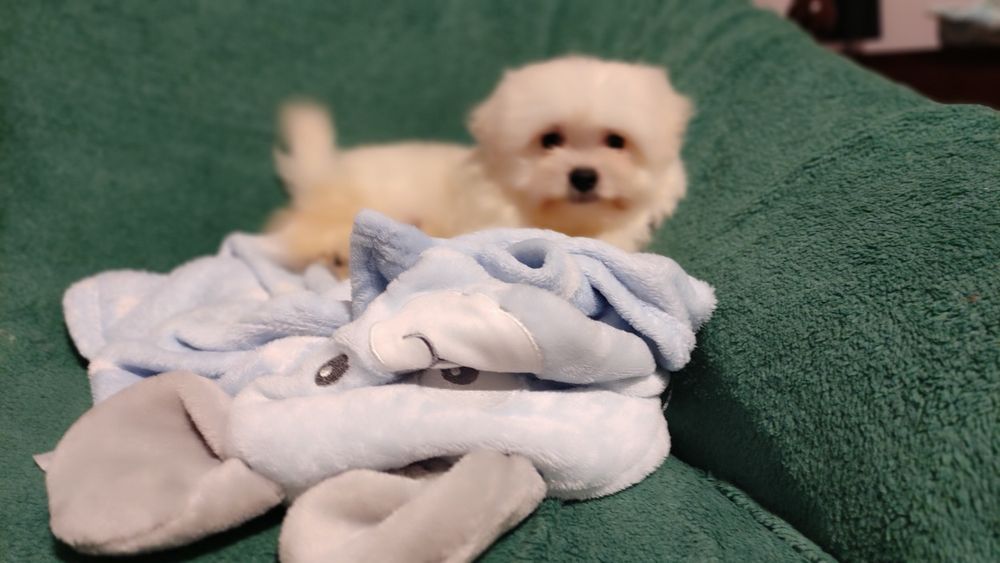 Maltipoo suczka Warszawa pudel maltańczyk