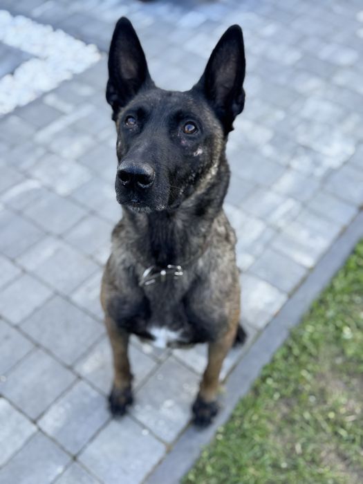 Szczeniak Owczarek Belgijski Malinois FCI