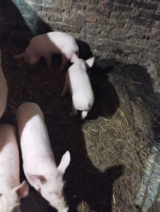 Продам поросят породи f1