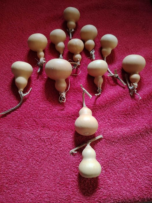 Cabaças mini, 4/6 cm  naturais para decoração
