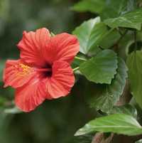 Гібіскус китайський (Hibiscus rosa-sinensis)