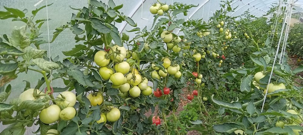 Теплиця  порник маталева