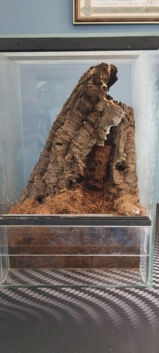 Poe Regalis 6DC z Terrarium