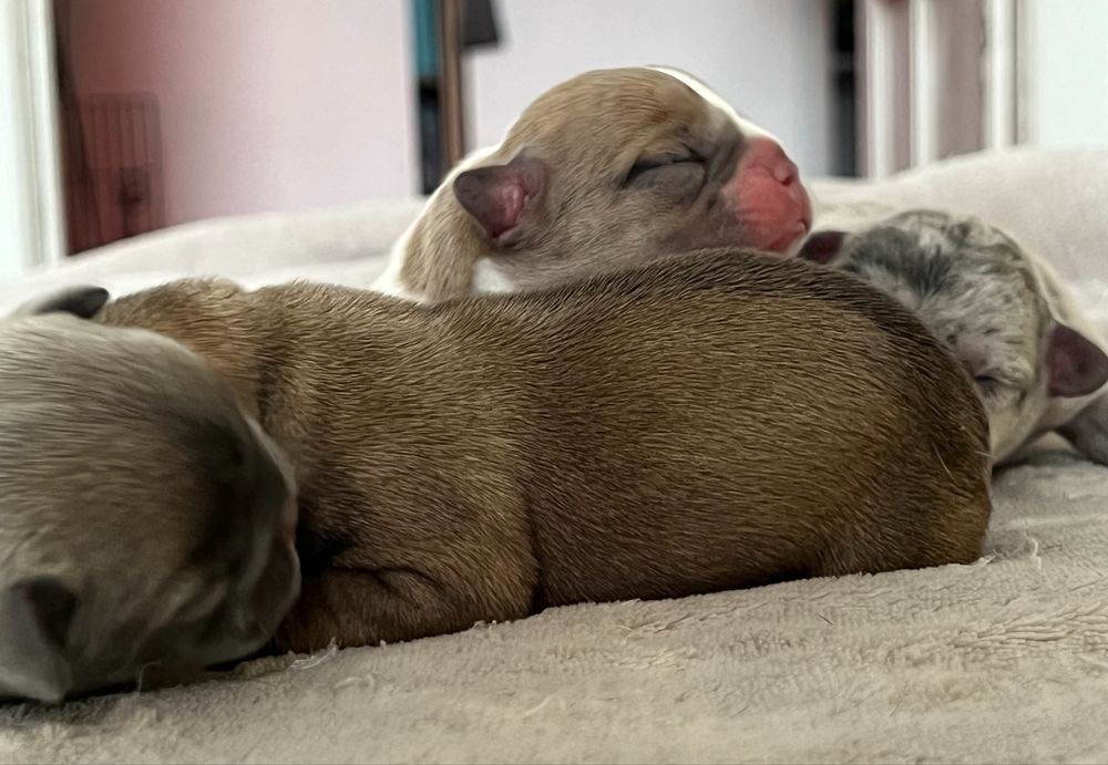 Buldogue frances exotico