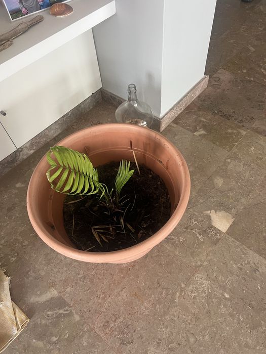 Vaso grande com planta