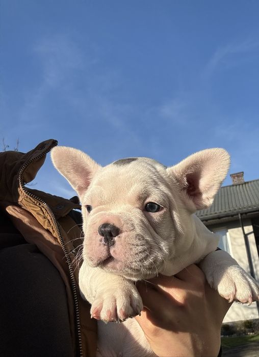 Buldog Francuski piesek