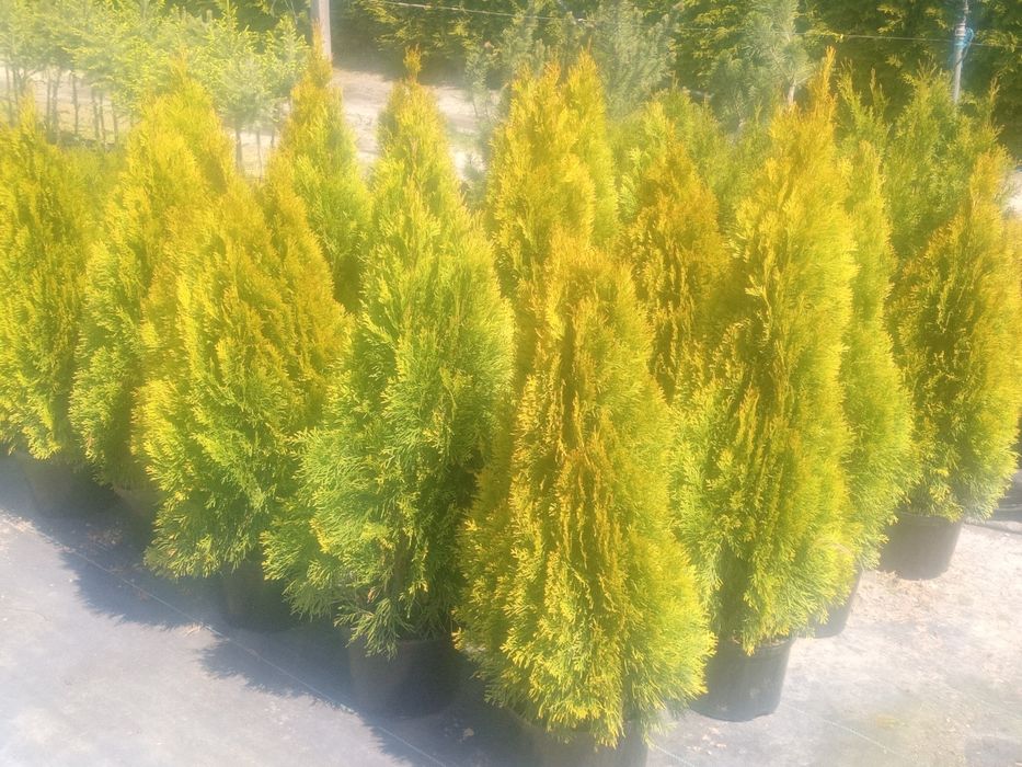 Tuje szmaragd i brabant  140-200cm oraz 70-100cm_szmarag żółty gold