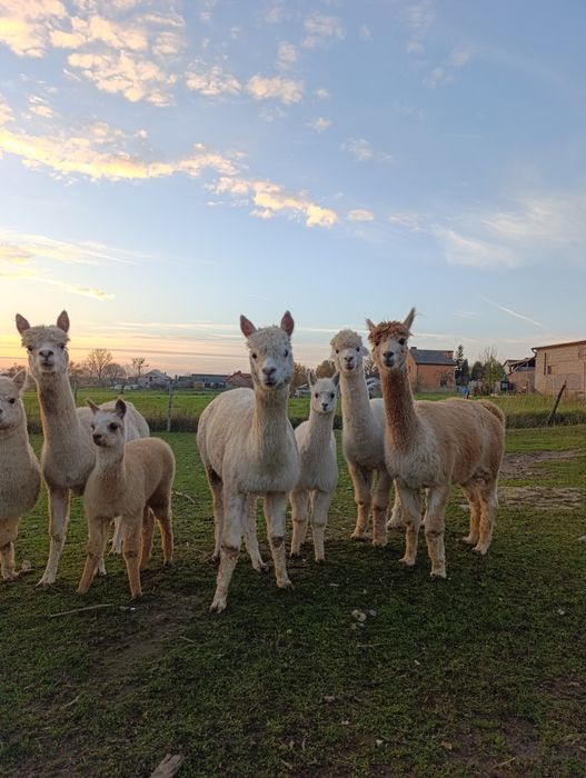 Alpaka Stado alpak alpaki