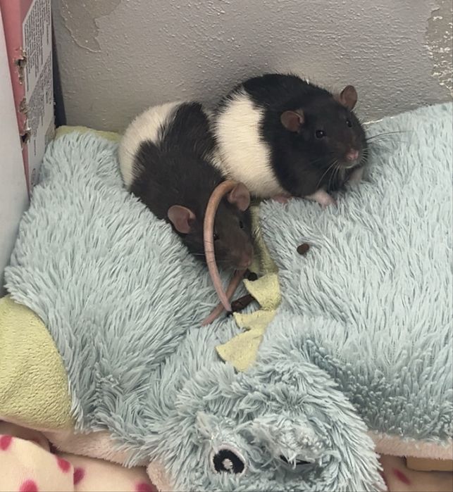 Oddam w dobre rece szczury z klatka