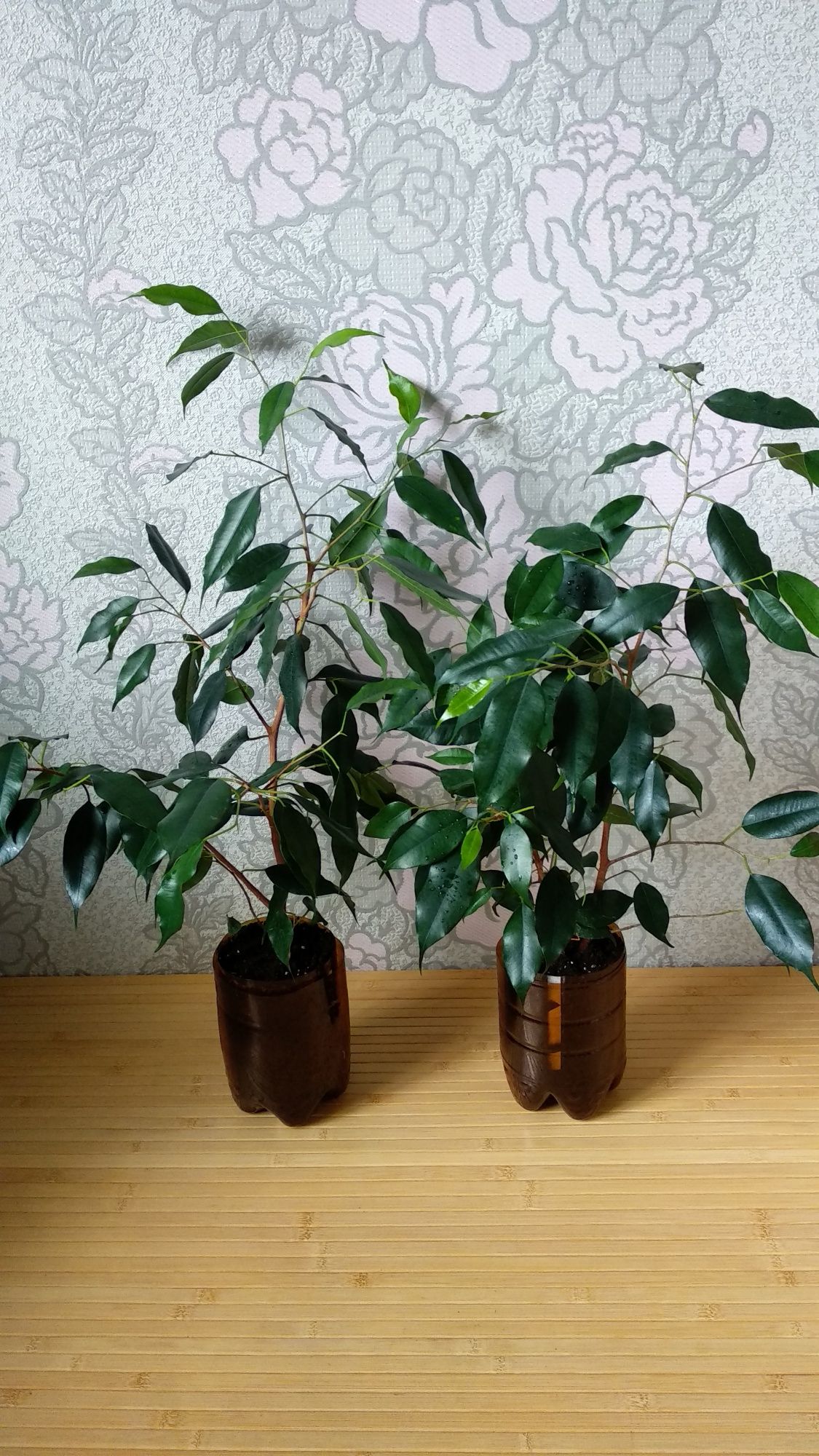 Зелёный Фикус Бенджамина вечнозелёное деревце